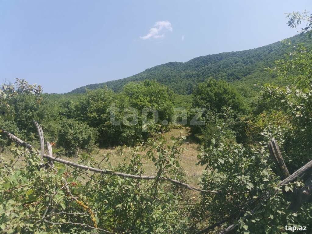 53 sot torpaq sahəsi, Şamaxı r. (15)