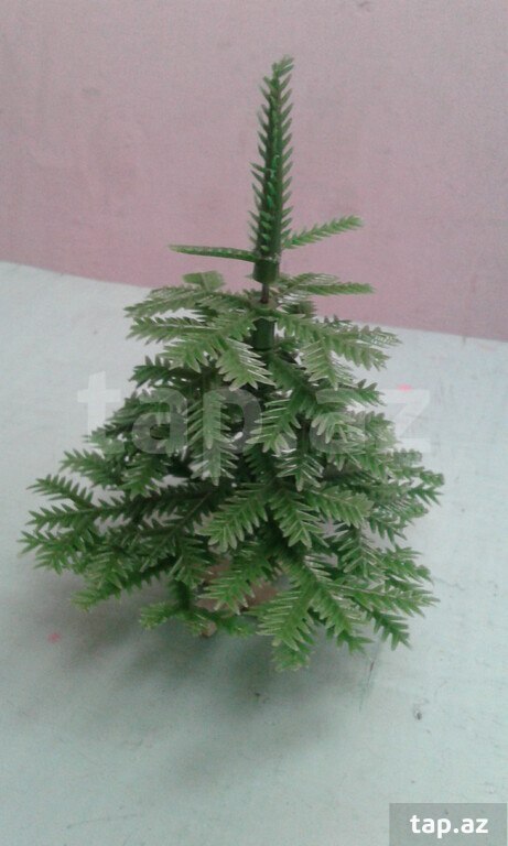 Miniatür şam ağacı
