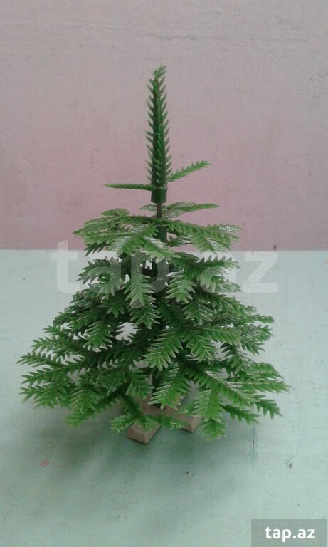 Miniatür şam ağacı (3)