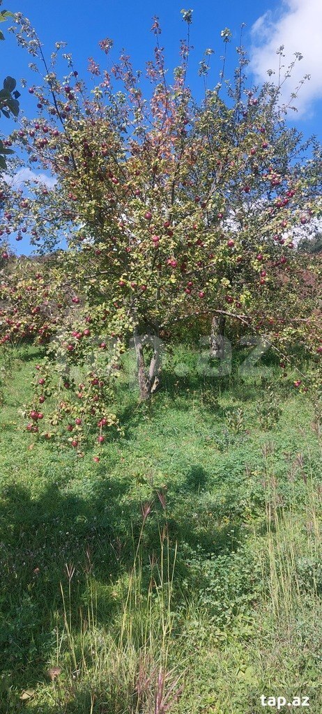 Land for sale, Ismayilli, Ismayilli