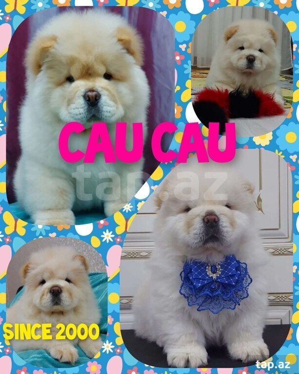 Çau-çau