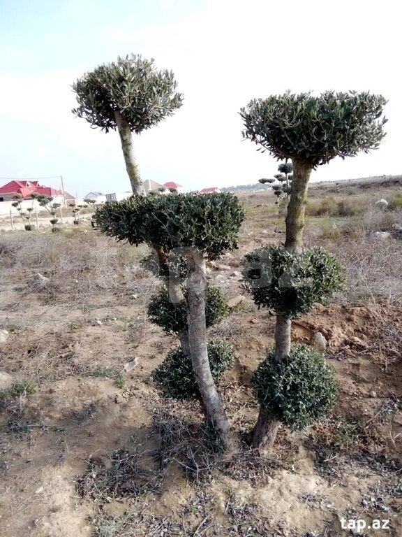 Zeytun ağacları