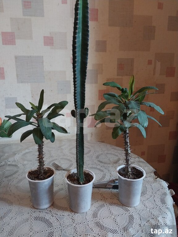 Dibçək gülləri (2)