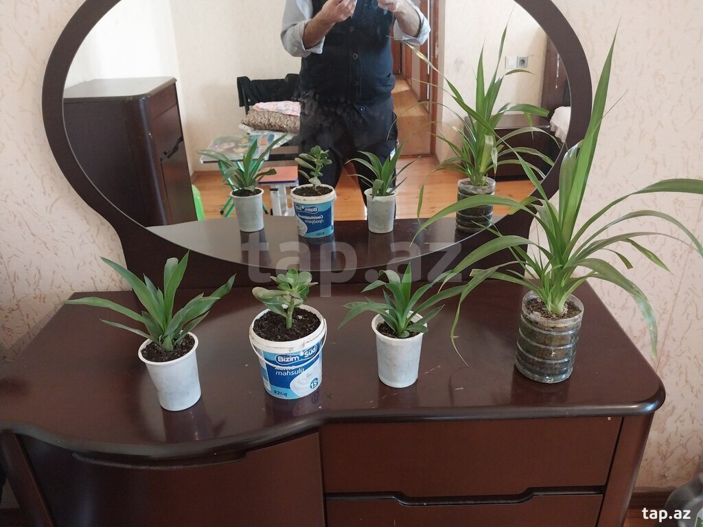Dibçək gülləri (8)