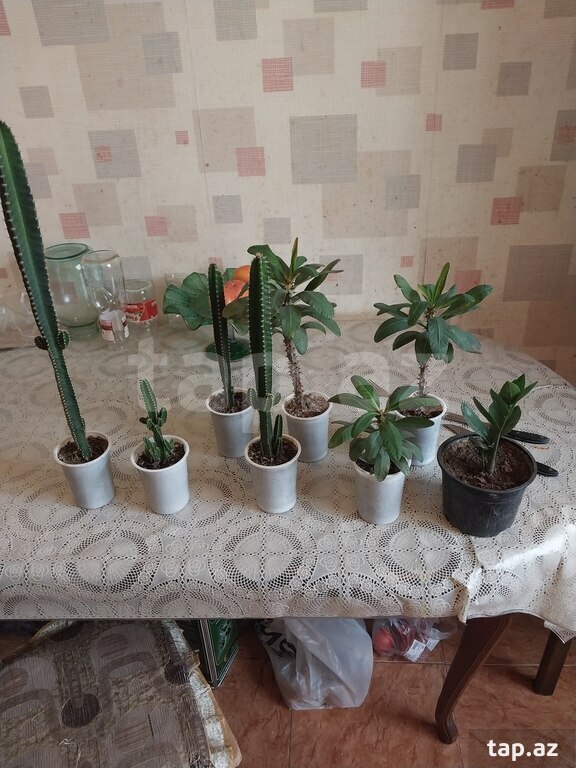 Dibçək gülləri (10)