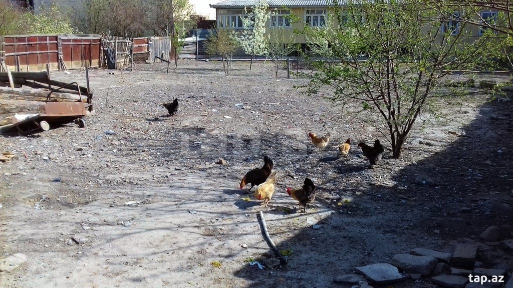Torpaq satılır, Salyan, Salyan