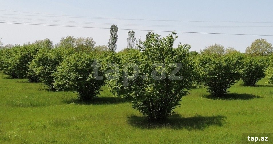 465 sot torpaq sahəsi, Oğuz r.