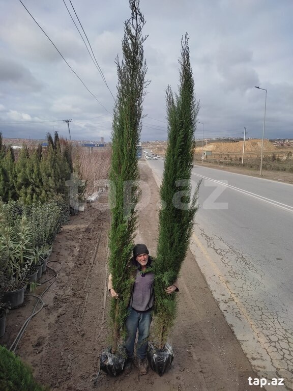 Şam ağacları (3)