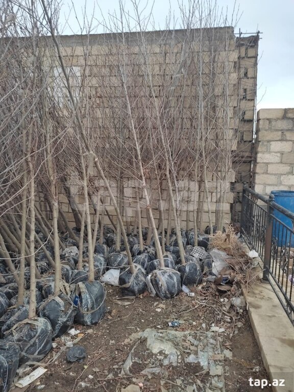 Şam ağacları (6)