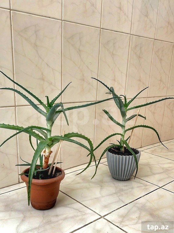 Aloe vera