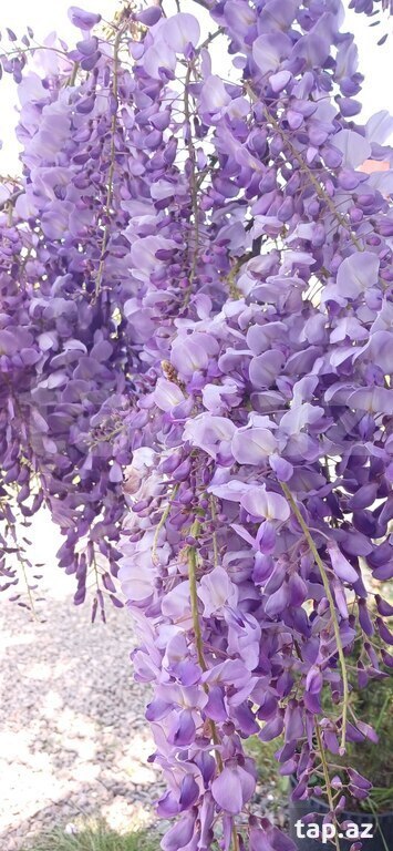 Visteriya