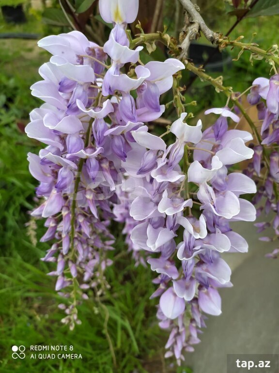 Visteriya (2)