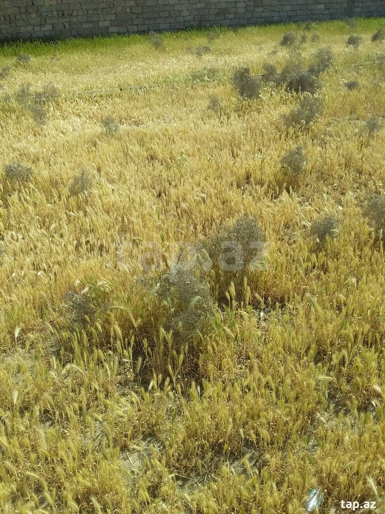 9 sot torpaq sahəsi, Xəzər r. (3)