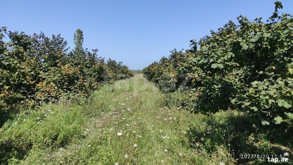 200 sot torpaq sahəsi, Xaçmaz r. (15)