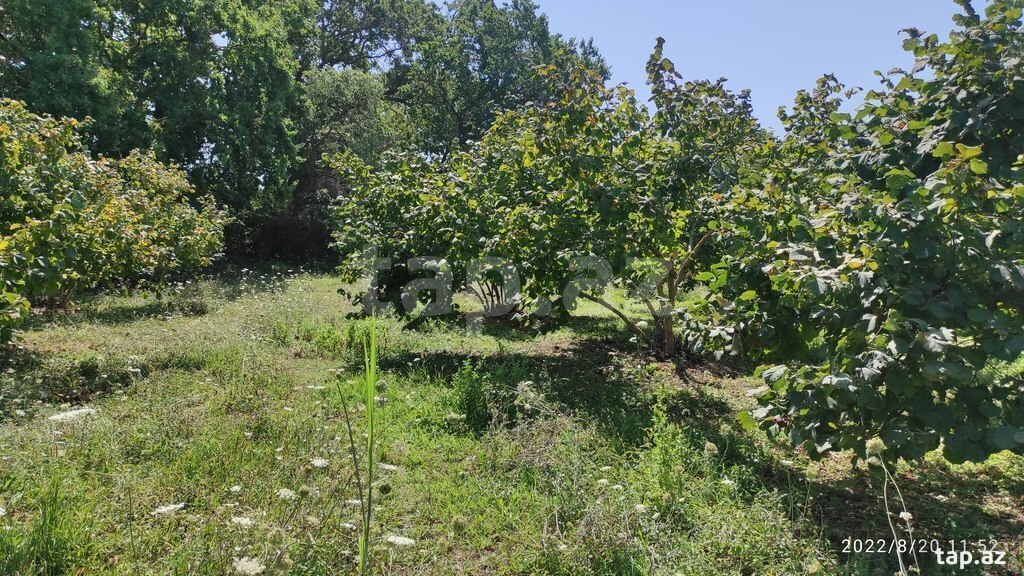 200 sot torpaq sahəsi, Xaçmaz r. (14)