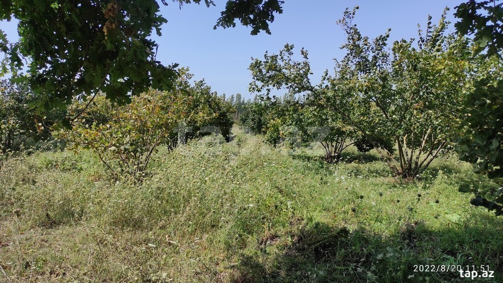 200 sot torpaq sahəsi, Xaçmaz r. (8)
