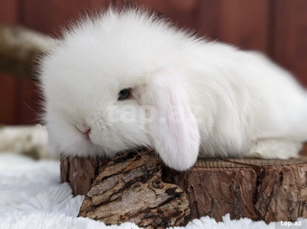 Mini Lop dovşanı (11)