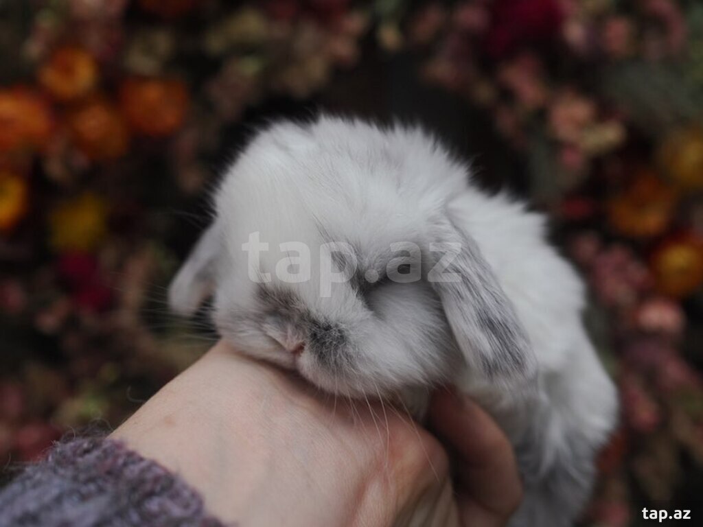 Mini Lop dovşanı (12)
