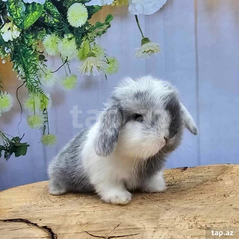 Mini Lop dovşanı (4)