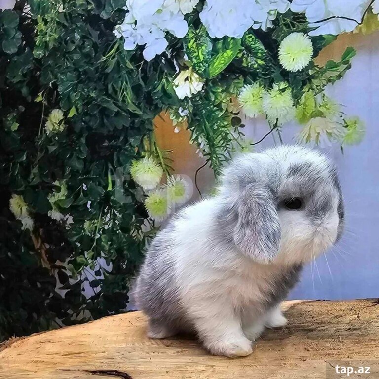 Mini Lop dovşanı (10)