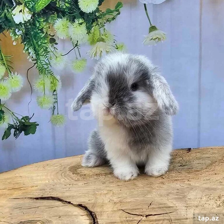 Mini Lop dovşanı (13)