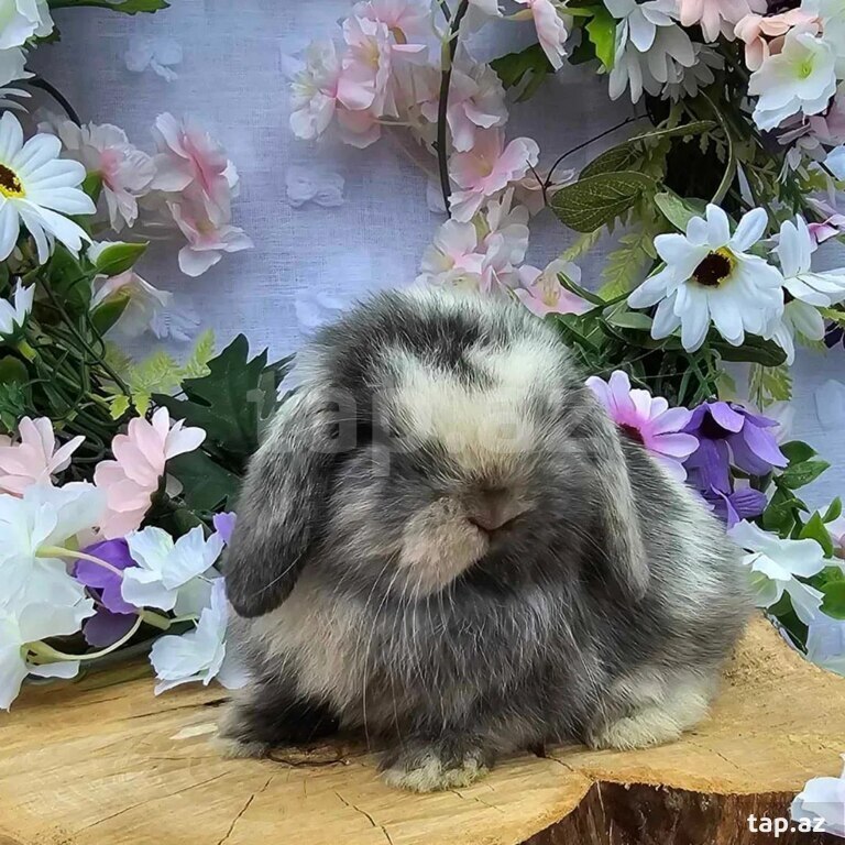 Mini Lop dovşanı (14)