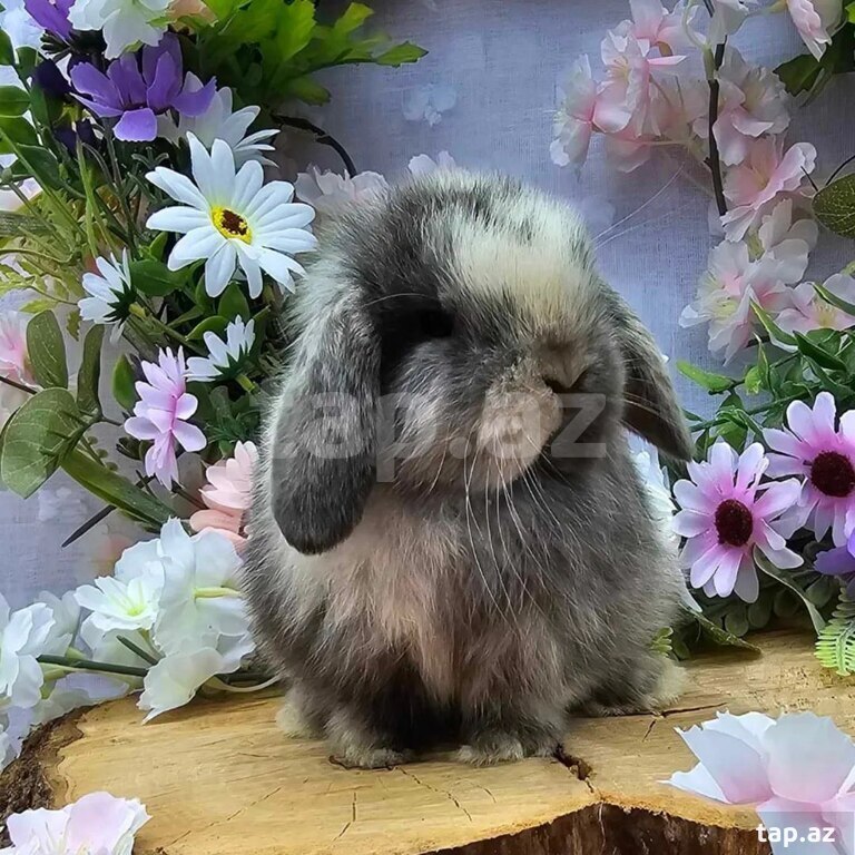 Mini Lop dovşanı (15)