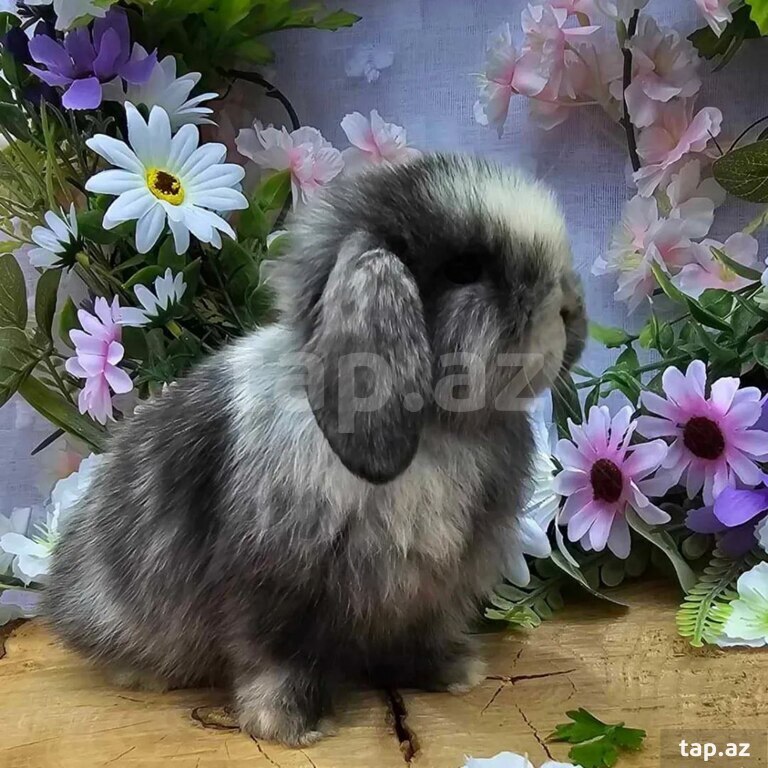 Mini Lop dovşanı (16)