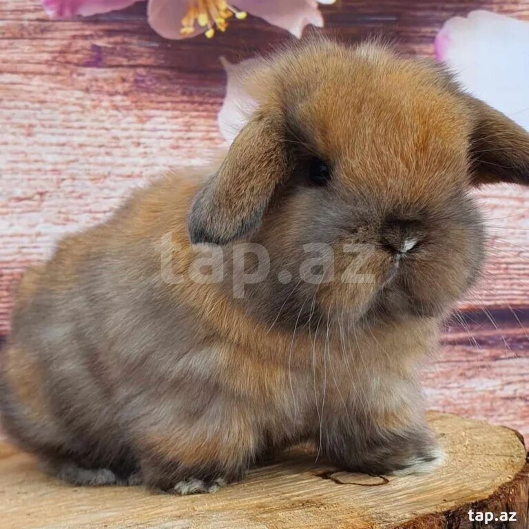 Mini Lop dovşanı (19)