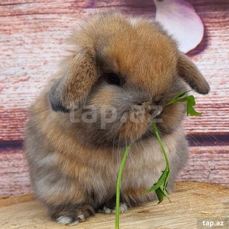Mini Lop dovşanı (18)