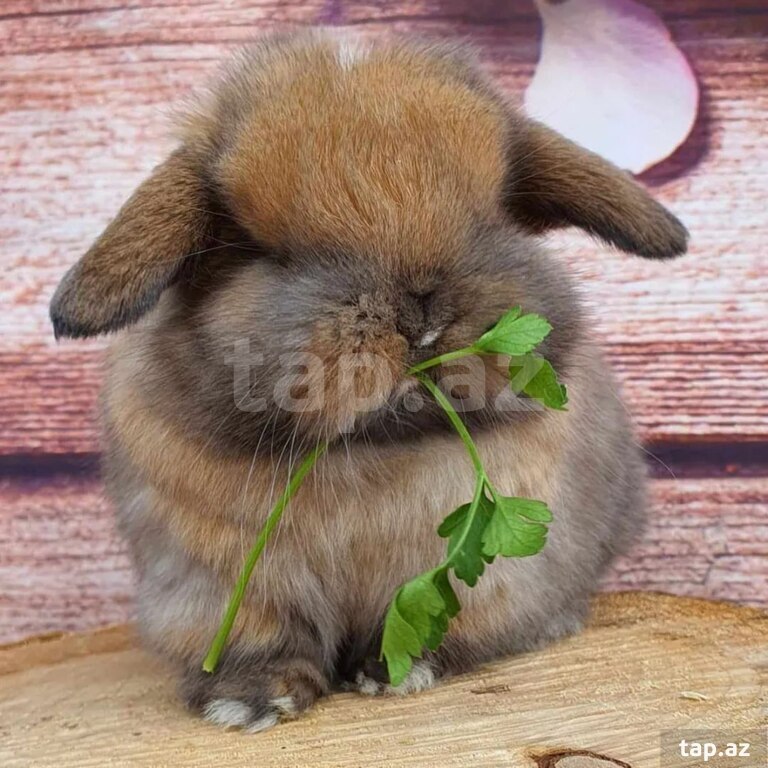 Mini Lop dovşanı (20)