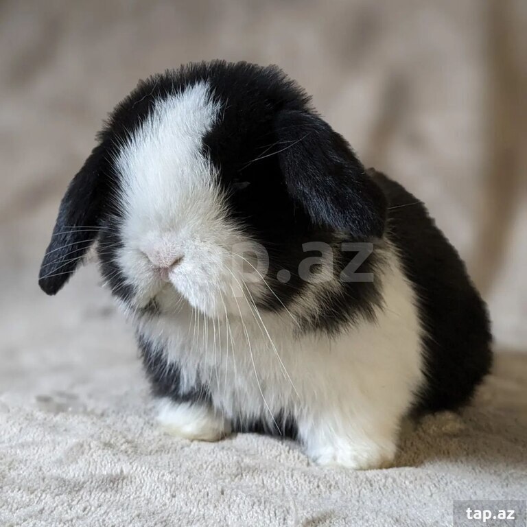 Mini Lop dovşanı (21)