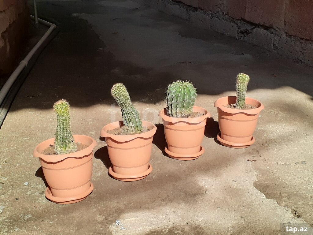Dibçəklər