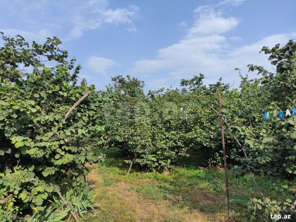 Həyət evi, Xaçmaz r.