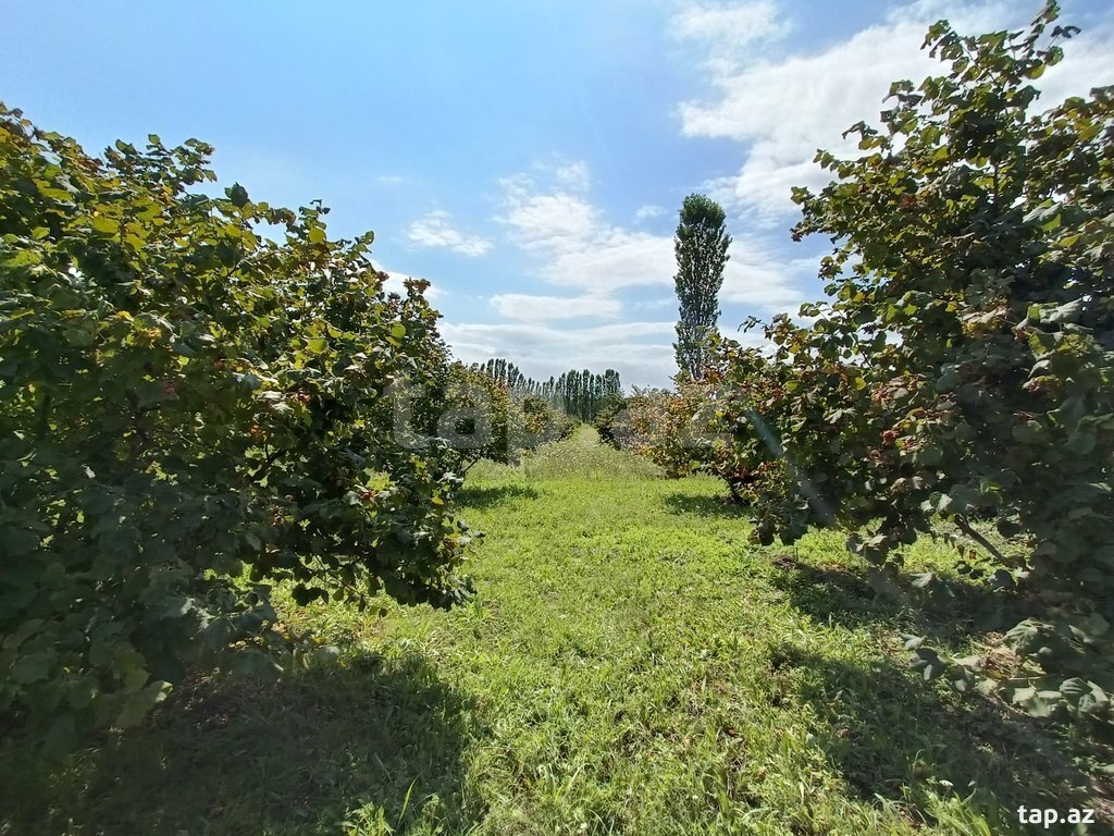 200 sot torpaq sahəsi, Xaçmaz r. (11)