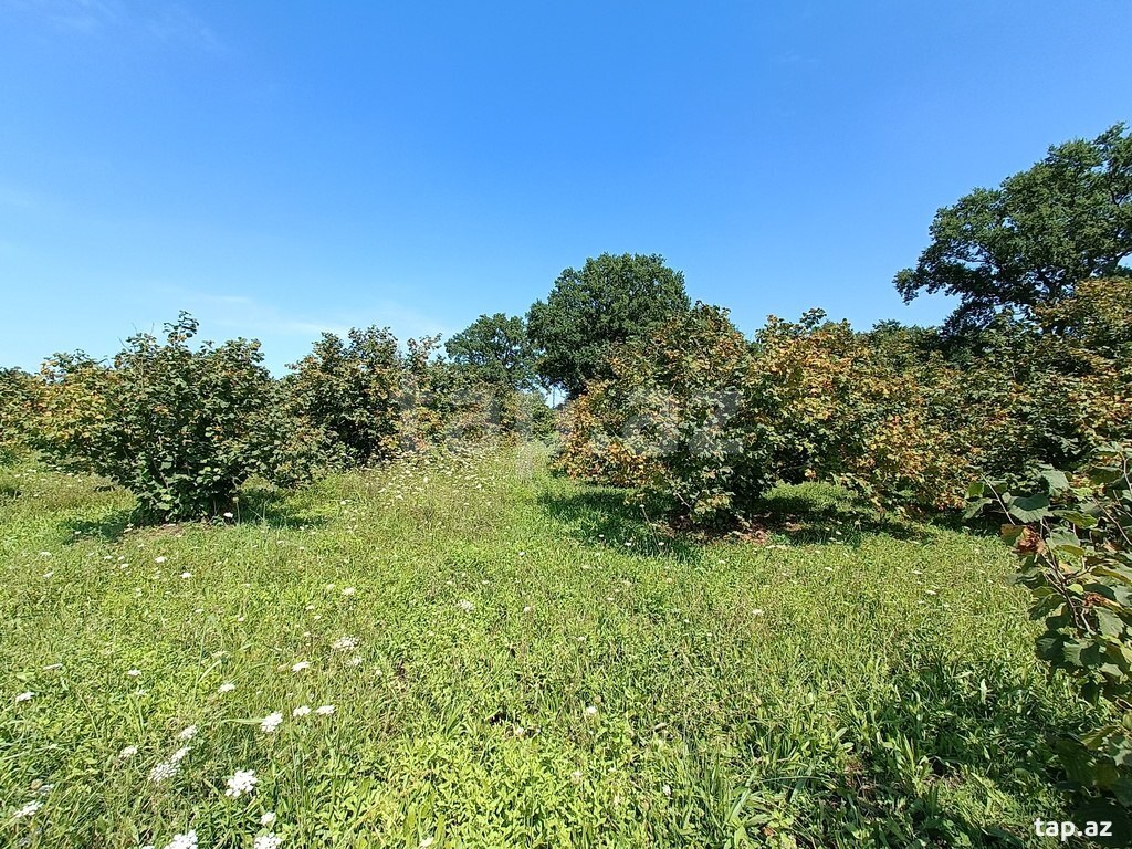200 sot torpaq sahəsi, Xaçmaz r. (13)