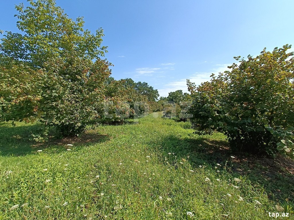 200 sot torpaq sahəsi, Xaçmaz r. (12)