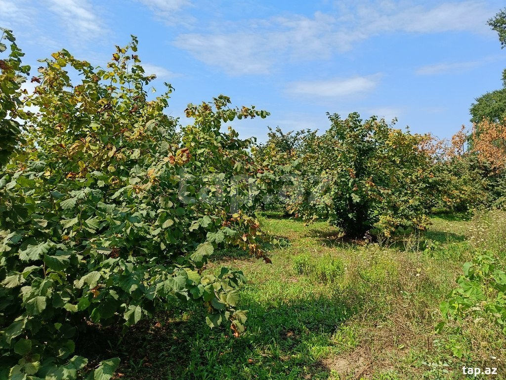 200 sot torpaq sahəsi, Xaçmaz r.