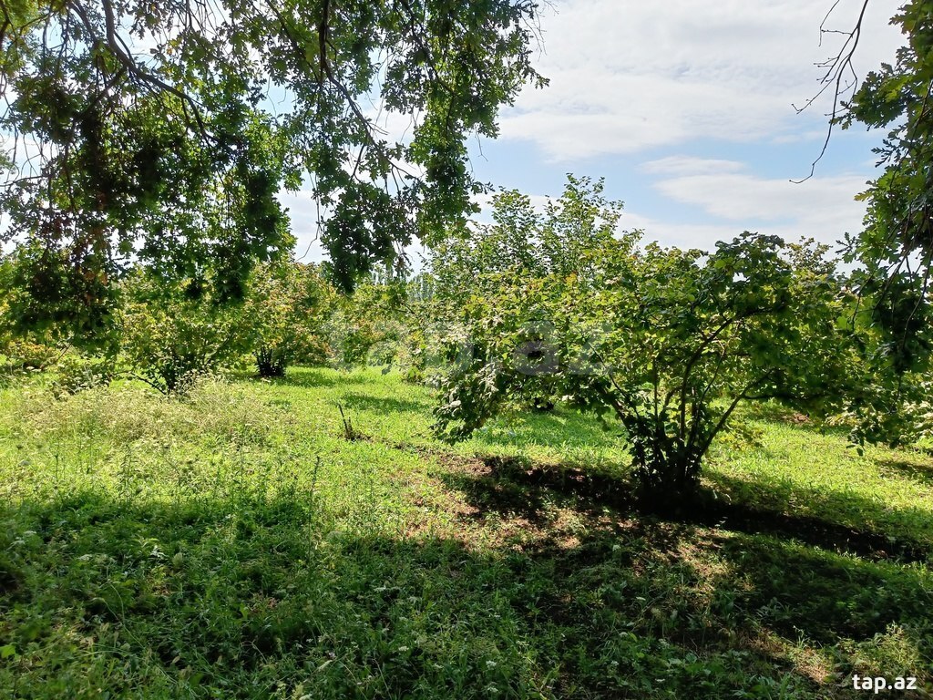 200 sot torpaq sahəsi, Xaçmaz r. (9)