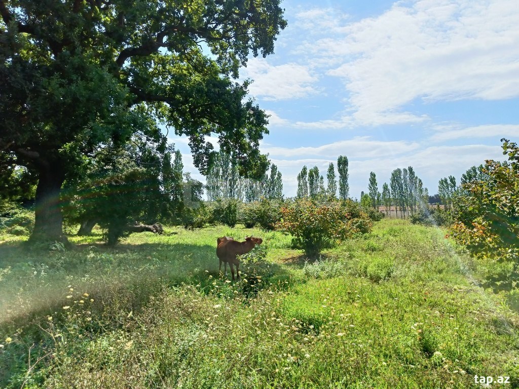 200 sot torpaq sahəsi, Xaçmaz r. (3)