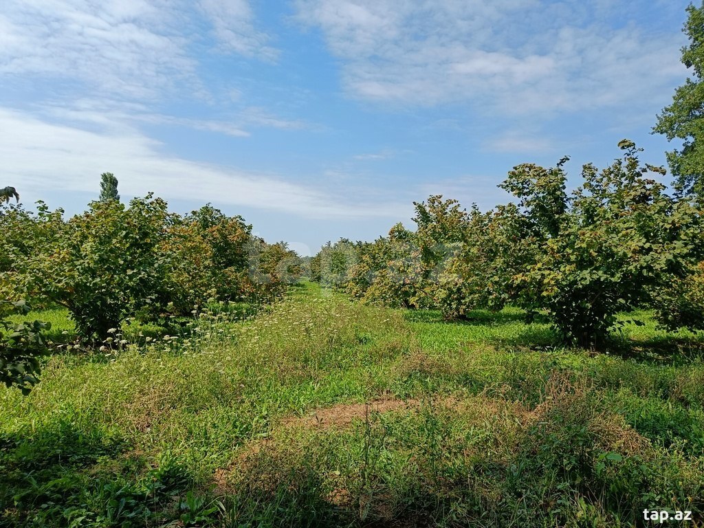 200 sot torpaq sahəsi, Xaçmaz r. (7)