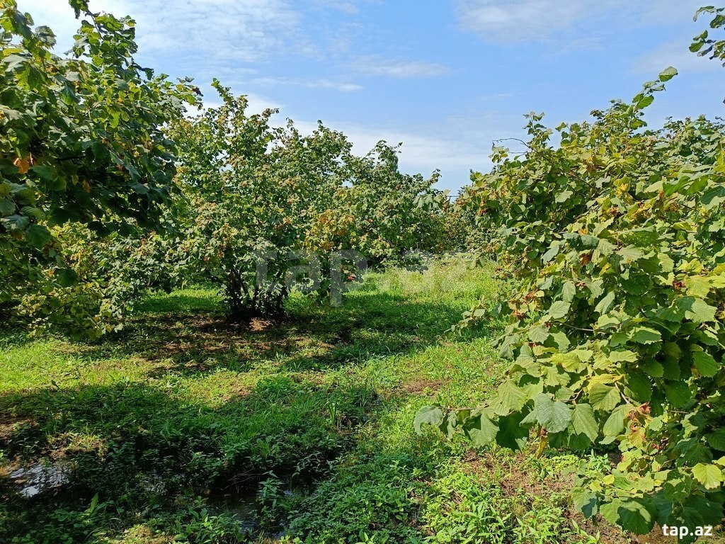 200 sot torpaq sahəsi, Xaçmaz r. (5)