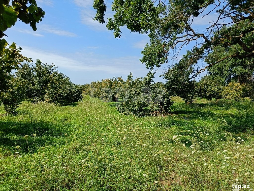 200 sot torpaq sahəsi, Xaçmaz r. (6)