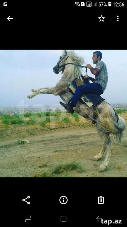 Bağ və heyvanlara baxan işi axtarıram (4)