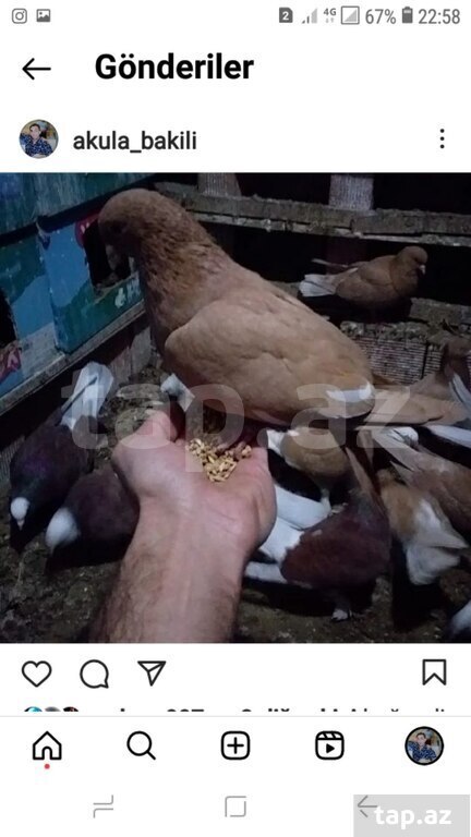 Bağ və heyvanlara baxan işi axtarıram (6)