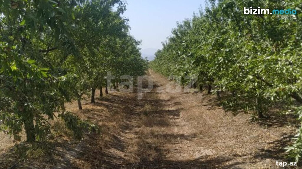 300 sot torpaq sahəsi, Quba r.