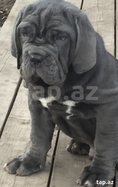 Mastino Neapoletano  (23)
