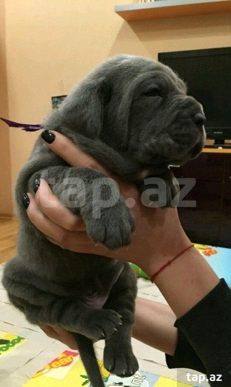 Mastino Neapoletano  (15)