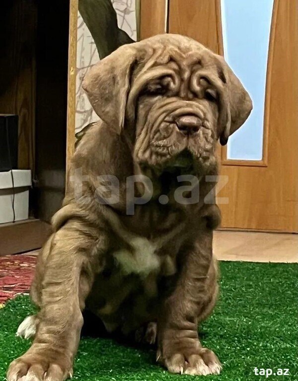 Mastino Neapoletano  (8)