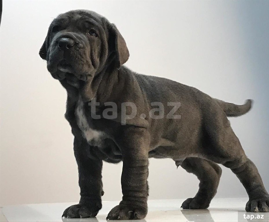 Mastino Neapoletano  (18)